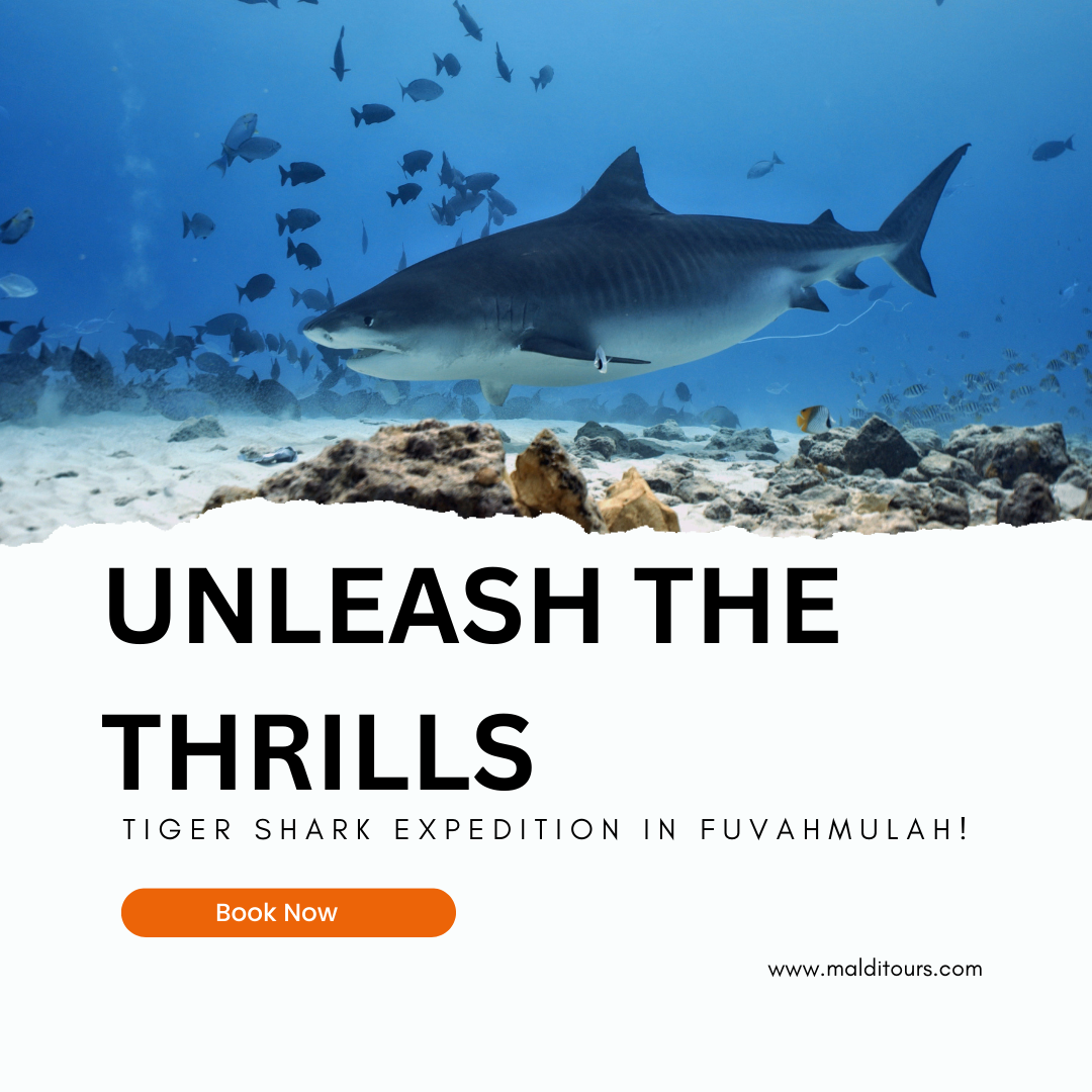 Fuvahmulah Diving and Pelagic